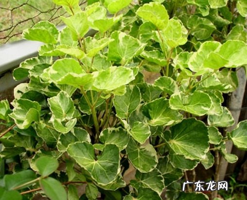 福禄桐图片 植物图片 南洋森和福禄桐是一种植物吗