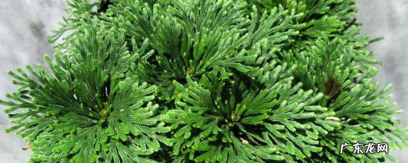 卷柏属于蕨类吗 卷柏是蕨类植物吗