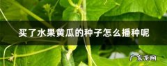 买了水果黄瓜的种子怎么播种呢,蛇瓜种子？