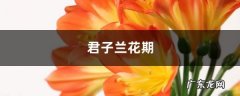 君子兰花期，君子兰开花图片,君子兰开花多久会谢？