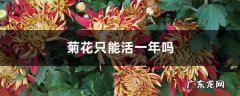 菊花只能活一年吗，菊花一年开花几次,菊花什么时候开?？