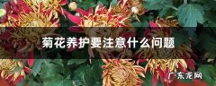 菊花养护要注意什么问题，菊花需要修剪吗,菊花剪枝要怎样剪？