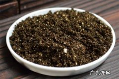 含笑种植与繁殖技术 深山含笑的播种繁殖方法