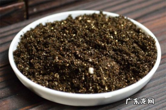 含笑种植与繁殖技术 深山含笑的播种繁殖方法
