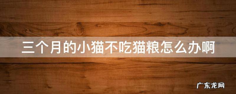 三个月的小猫不吃猫粮怎么办啊