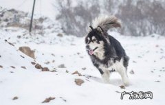 阿拉斯加什么颜色最贵 阿拉斯加犬怎么看纯不纯