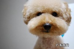 泰迪犬什么颜色最贵 泰迪犬怎么看纯不纯
