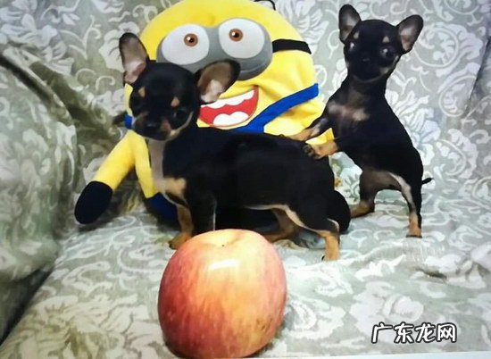 正宗吉娃娃多少钱一只 吉娃娃多少钱一只