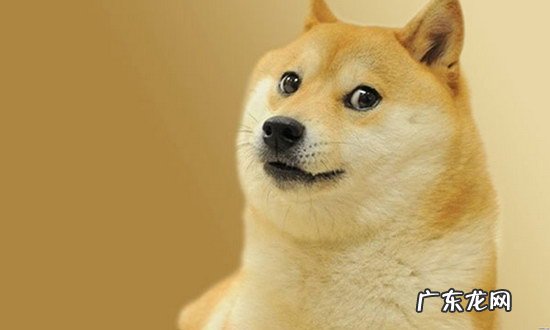 柴犬怎么训练大小便 柴犬怎么看纯不纯
