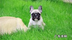 常见的法牛串串 斗牛犬怎么看纯不纯