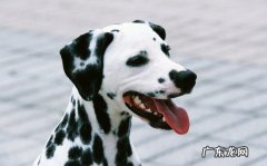 斑点狗多少钱一只 斑点狗为什么禁养