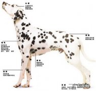 500买个斑点狗贵吗 斑点狗多少钱一只