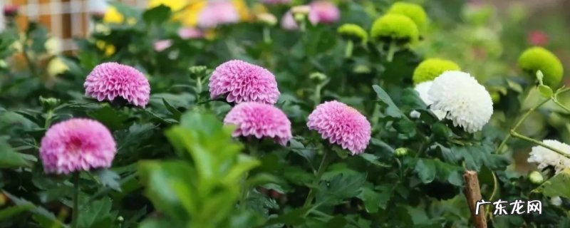 千头菊和夏菊的区别 千头菊和球菊的区别