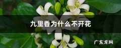 九里香为什么不开花,九里香为什么不吉利？