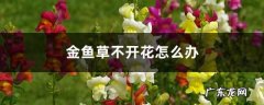 金鱼草不开花怎么办，怎么养爆盆,金钻蔓绿绒的养殖方法？