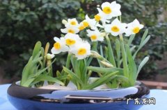 水仙花北方能养吗 北方盆栽水仙不开花的原因