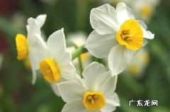 水仙土培为什么不开花 北方盆栽水仙不开花