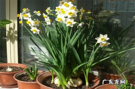 水仙怎么土栽 水仙土栽用什么盆