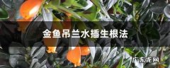 扦插方法图解 金鱼吊兰水插生根法,金鱼吊兰叶子一碰就掉？