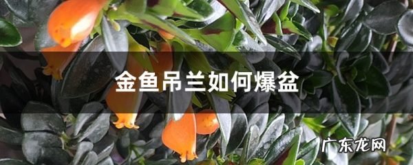金鱼吊兰爆盆很简单,教你1招,长得快又开花多!,金鱼吊兰怎么养才开花?