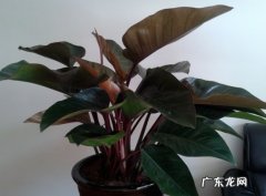 彩叶芋养护 红柄喜林芋养护需注意些什么