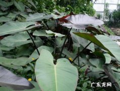 绿宝石喜林芋怎么修剪 怎样使红宝石喜林芋叶色更鲜艳