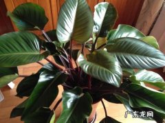 红苞喜林芋怎样扦插 怎样扦插繁殖红宝石喜林芋