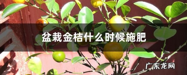 盆栽金桔什么时候施肥,金桔结果后怎么施肥?