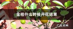 金桔什么时候开花结果,金桔树修剪步骤示意图？