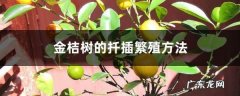 金桔树的扦插繁殖方法,金桔扦插为什么不生根？