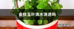 金枝玉叶浇水浇透吗，浇水多了怎么办,金枝玉叶换盆后浇水吗？