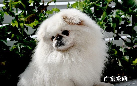 京巴犬多少钱一只 京巴狗的寿命是多少年