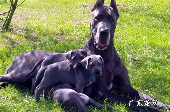 大丹犬幼犬多少钱一只 大丹犬价格是多少