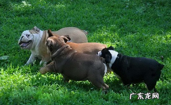 恶霸犬适合新手养吗 美国恶霸犬好养吗