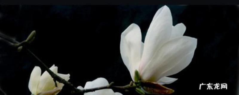 玉兰花如何栽种和养护 玉兰花种植方法以及注意事项