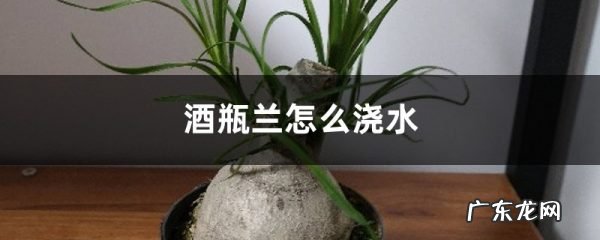 酒瓶兰怎么浇水,酒瓶养花为什么养不活?