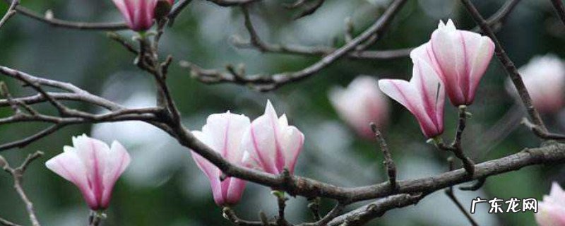 玉娇兰花怎么养 星花玉兰怎么养