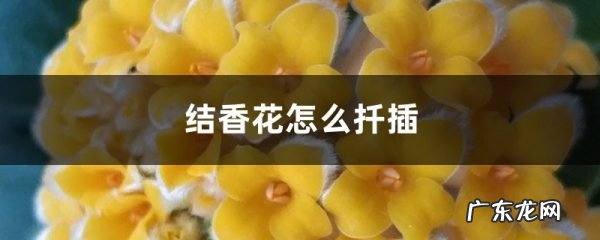 结香花怎么扦插,什么时候扦插,结香花可以剪枝吗?