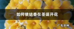 如何使结香在圣诞开花,结香花期多长时间？