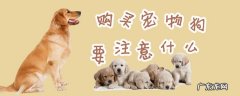 去狗场买狗要注意什么 购买宠物狗要注意什么