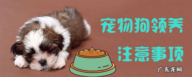 宠物狗饲养注意事项 宠物狗领养注意事项