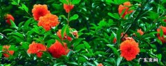 石榴什么季节开花?什么季节结果? 石榴开花季节是夏季吗