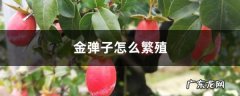 金弹子怎么繁殖,金弹子高压繁殖方法？