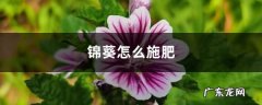 锦葵怎么施肥,施肥方法？