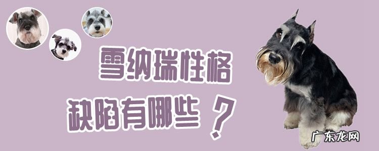 雪纳瑞性格缺陷有哪些