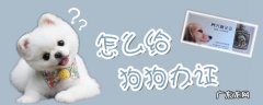 怎么给狗狗办证