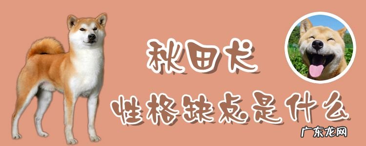 秋田犬性格缺点是什么