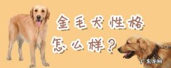 金毛犬的优缺点及性格 金毛犬性格怎么样