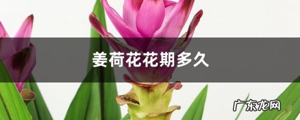 姜荷花盆栽的花期多久,什么时候开花,姜荷花盆栽的花期多久?