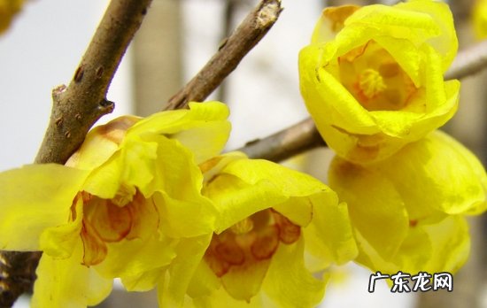 蜡梅怎么样繁枝 如何使盆栽蜡梅多开花